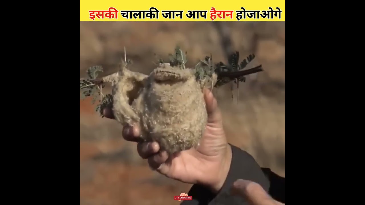 चालाकी जानकर हैरान हो जाओगे || Intelligent bird in the world #shorts